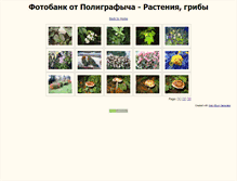 Tablet Screenshot of polygr-plants.narod.ru